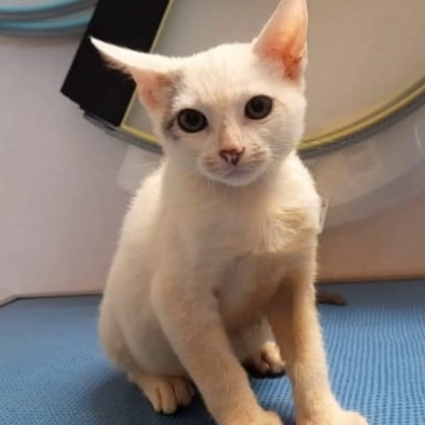 ✨️ MOUSSON ✨️ 🐱