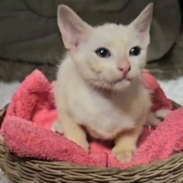 ✨️ ZEPHYR ✨️ 🐱