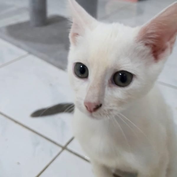 ✨️ ZEPHYR ✨️ 🐱