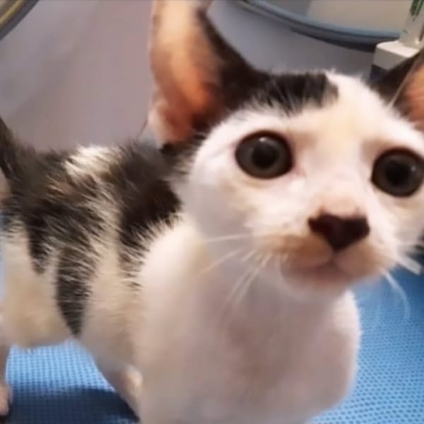 ✨️ NESTOR ✨️ 🐱