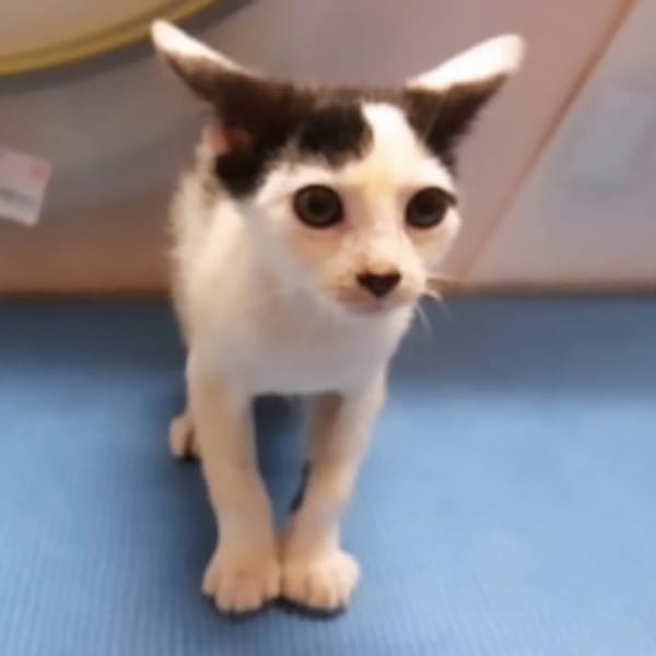 ✨️ NESTOR ✨️ 🐱