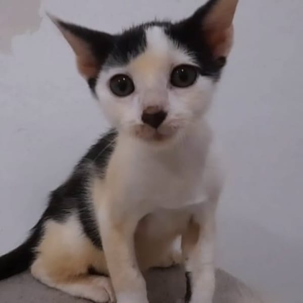 ✨️ NESTOR ✨️ 🐱