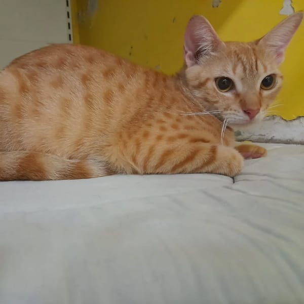 ✨️ DORY ✨️ 🐱