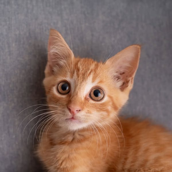 ✨️ COOPER ✨️ 🐱
