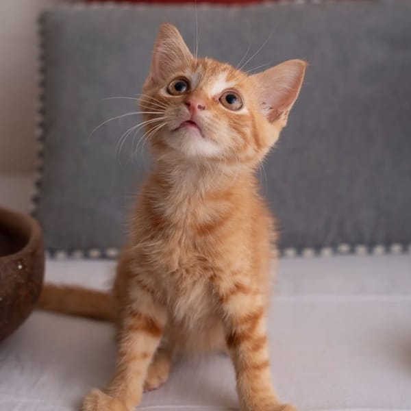 ✨️ COOPER ✨️ 🐱