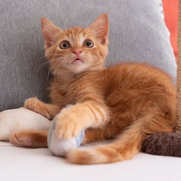 ✨️ COOPER ✨️ 🐱