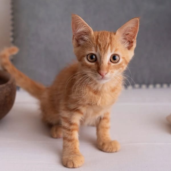 ✨️ COOPER ✨️ 🐱