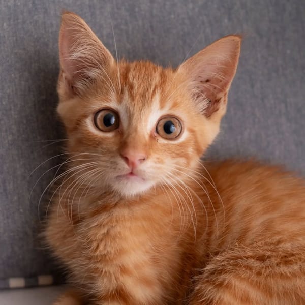 ✨️ COOPER ✨️ 🐱