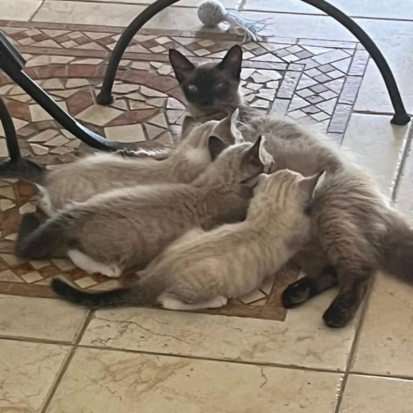 ✨️ MAHA ✨️ 🐱