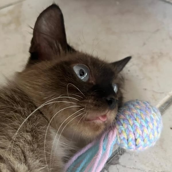 ✨️ MAHA ✨️ 🐱