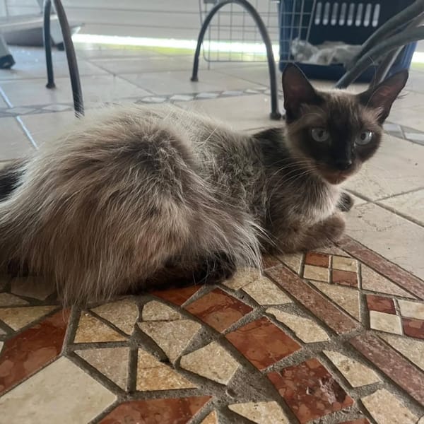 ✨️ MAHA ✨️ 🐱