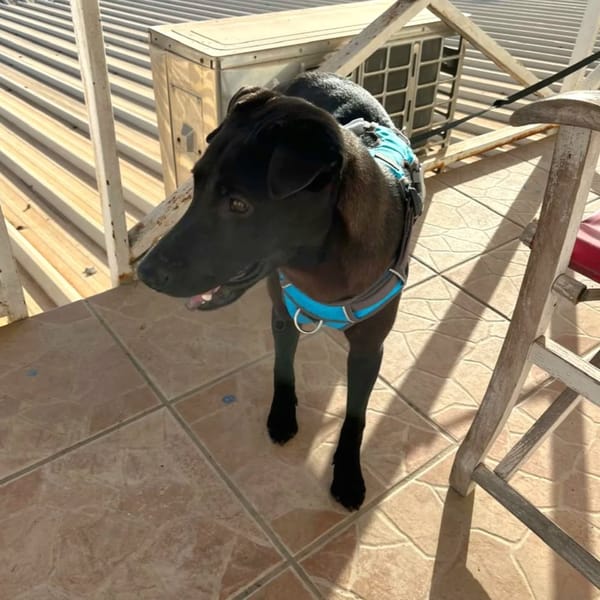✨️ NYXE ✨️ 🐶