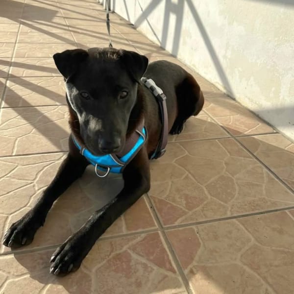 ✨️ NYXE ✨️ 🐶