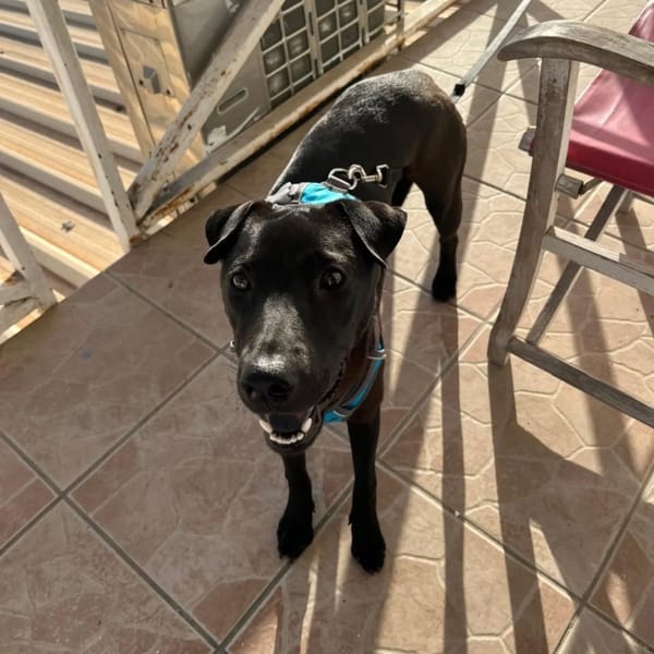 ✨️ NYXE ✨️ 🐶