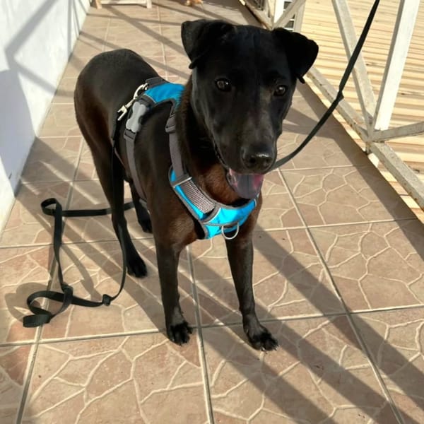 ✨️ NYXE ✨️ 🐶