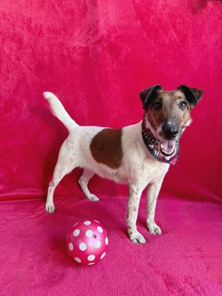 Roxi -Charmante Hundedame sucht ein liebevolles Zuhause!