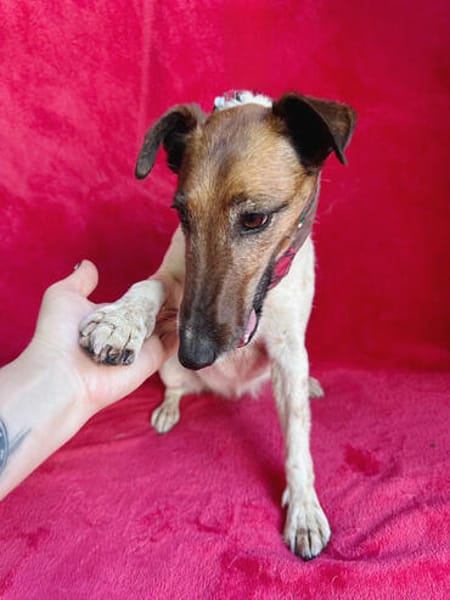 Roxi -Charmante Hundedame sucht ein liebevolles Zuhause!