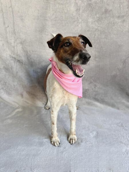 Roxi -Charmante Hundedame sucht ein liebevolles Zuhause!