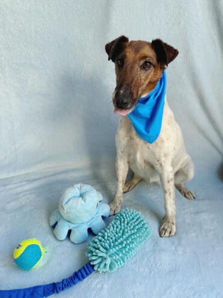 Roxi -Charmante Hundedame sucht ein liebevolles Zuhause!