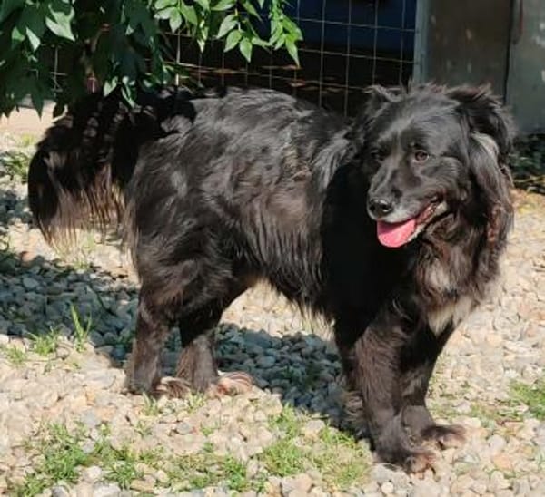 LENNOX jetzt auf PS in 65597 Hünfelden
