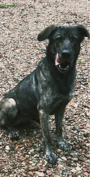 Mirabelle - freundliche Hundedame