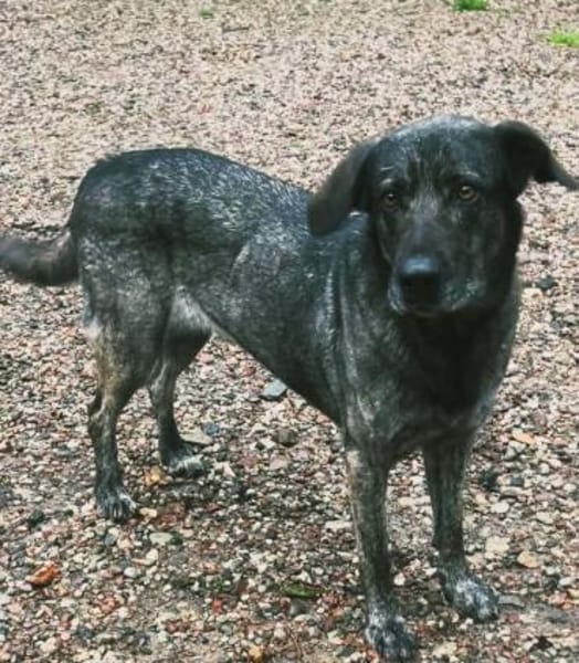 Mirabelle - freundliche Hundedame