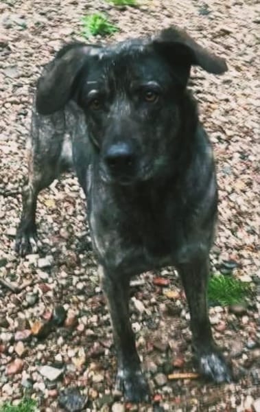 Mirabelle - freundliche Hundedame