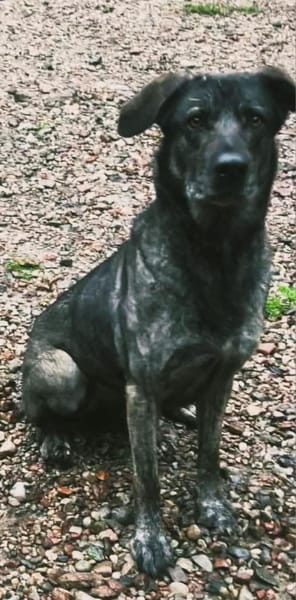 Mirabelle - freundliche Hundedame