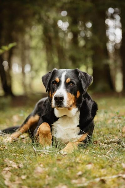Rocky wartet in Weddingstedt