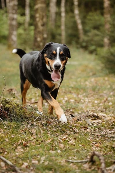 Rocky wartet in Weddingstedt