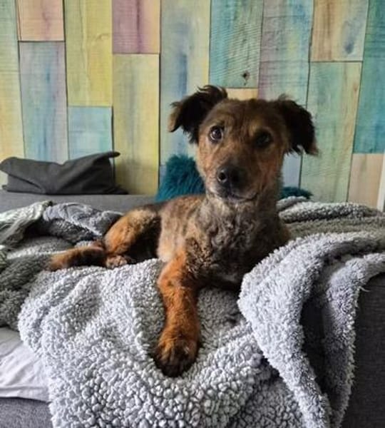 HILDE sucht ihr Zuhause