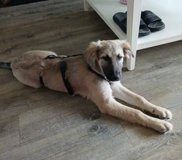 Verschmuste Blanca sucht liebe Hundekenner