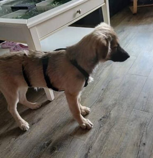 Verschmuste Blanca sucht liebe Hundekenner