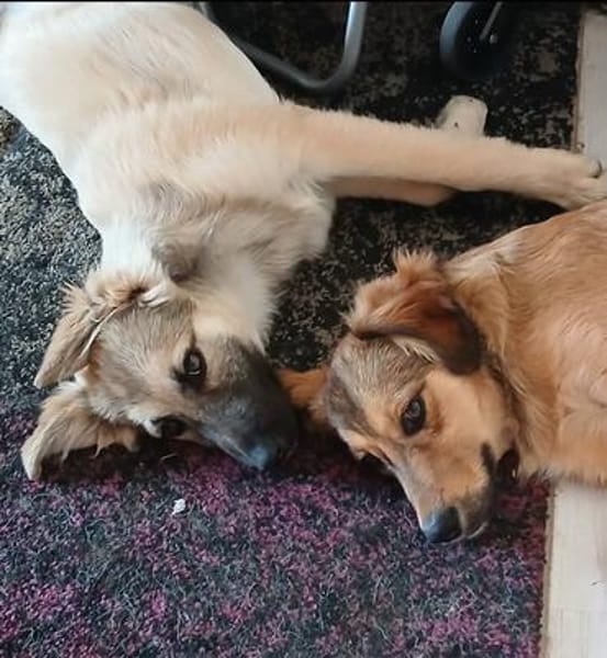 Verschmuste Blanca sucht liebe Hundekenner