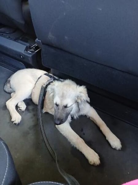 Verschmuste Blanca sucht liebe Hundekenner