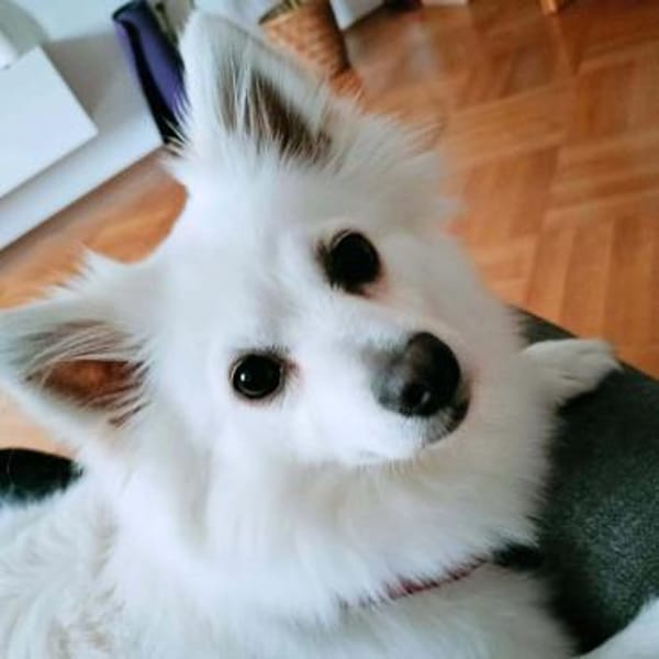 Stella - ist intelligent&verspielt