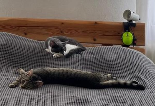 Simba u. Carlos suchen ein ruhiges Zuhause