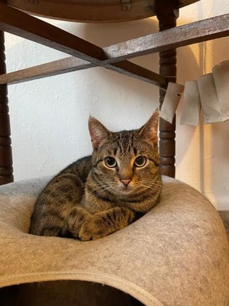 Simba u. Carlos suchen ein ruhiges Zuhause