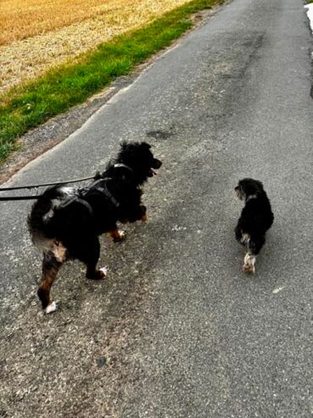Herziger Wuschelrüde wartet auf tollen Besuch