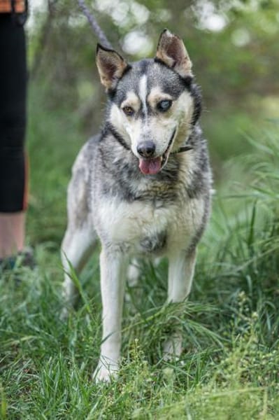Dakota VA  wunderschöne Husky-Mix-Hündi