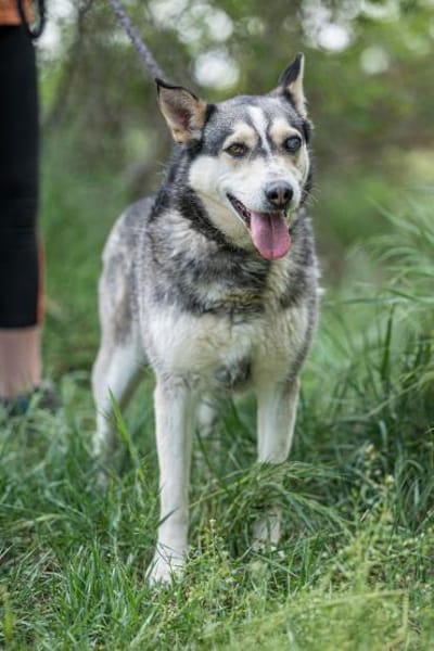 Dakota VA  wunderschöne Husky-Mix-Hündi