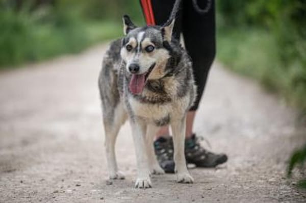 Dakota VA  wunderschöne Husky-Mix-Hündi