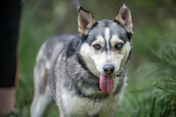 Dakota VA  wunderschöne Husky-Mix-Hündi