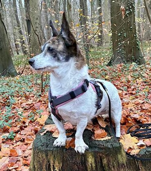 LISBETH SUCHT EINEN MENSCHEN DER SIE VERSTEHT