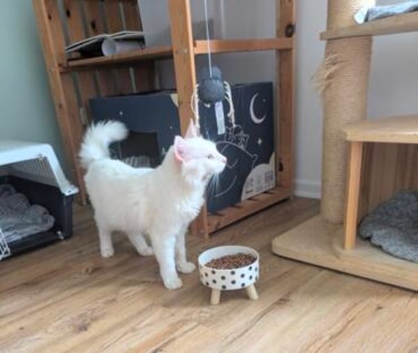 Kate Snowy sucht Sofaplatz