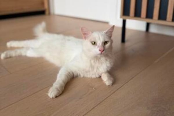 Kate Snowy sucht Sofaplatz