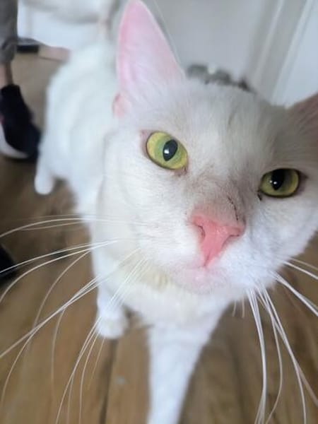 Kate Snowy sucht Sofaplatz