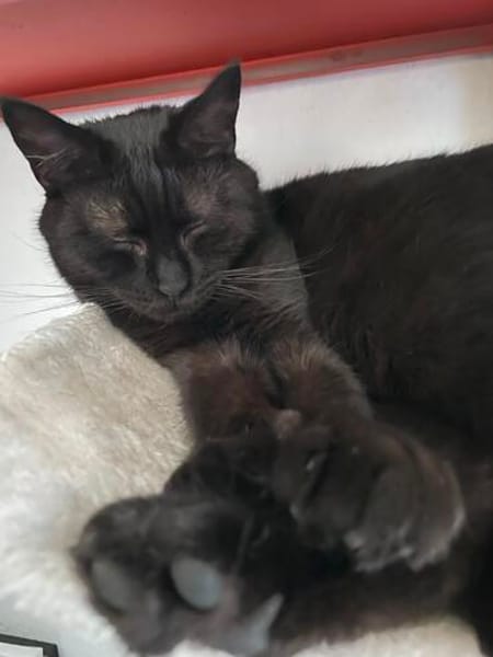 Gina sucht liebevolle Dosenöffner