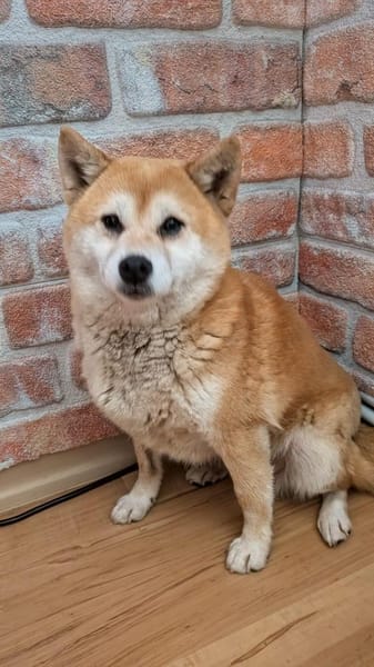 Arista schüchterne Shiba Hündin sucht 🏡