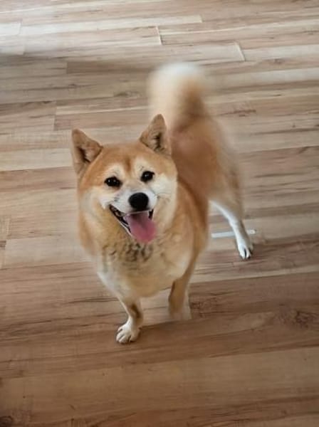 Arista schüchterne Shiba Hündin sucht 🏡